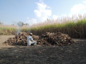 Agriculture in Myanmar.